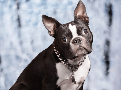 Portrait of Bachelor Daik, Noble Mortgage dog and mascot